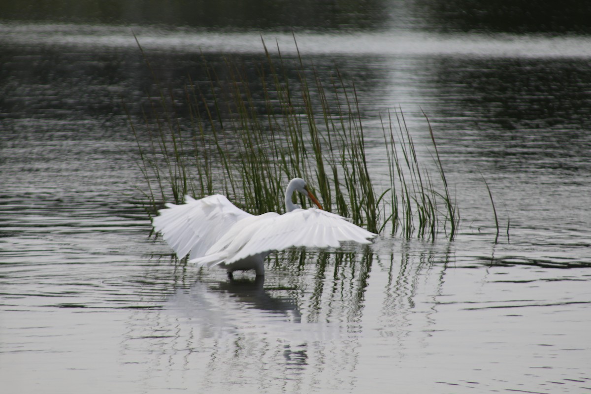 Great Egret - ML609772487