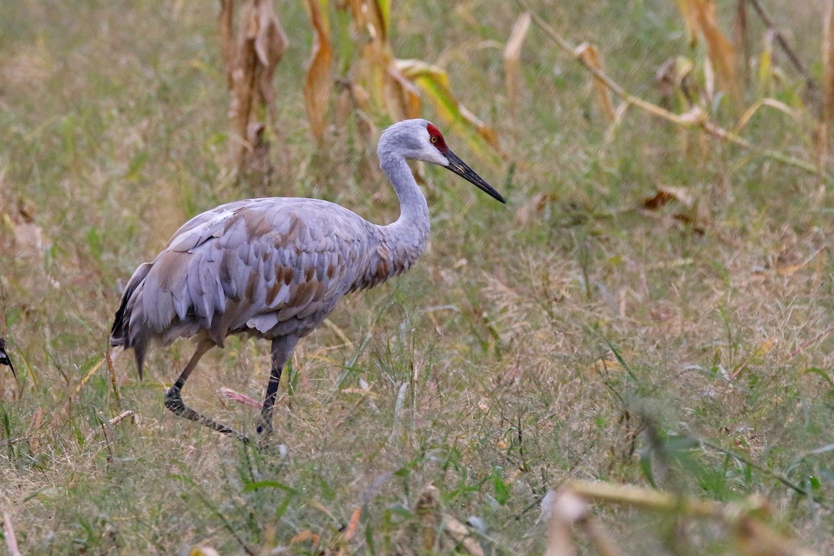 Sandhill Crane - Devin Griffiths