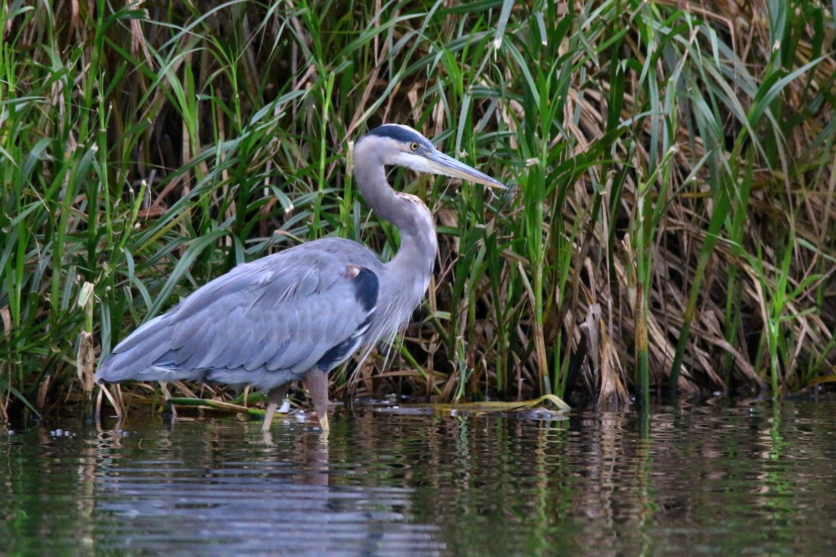 Great Blue Heron - Devin Griffiths