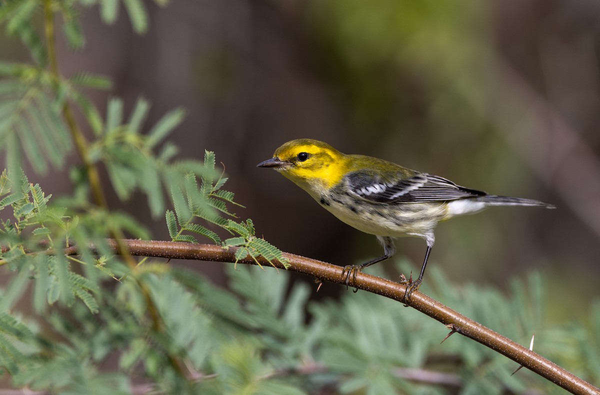 Black-throated Green Warbler - ML609772595