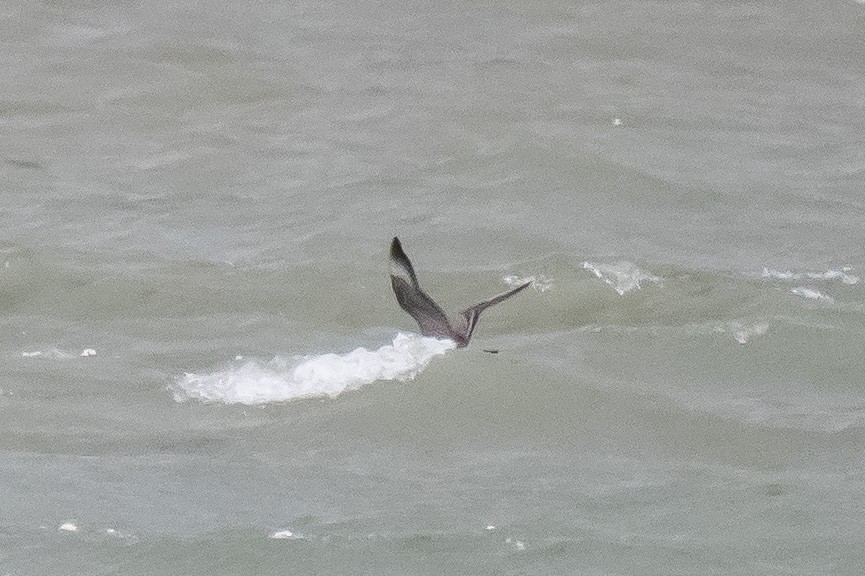 Long-tailed Jaeger - ML609772602