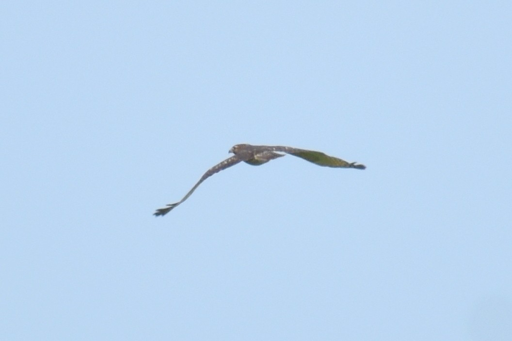 Broad-winged Hawk - ML609772669