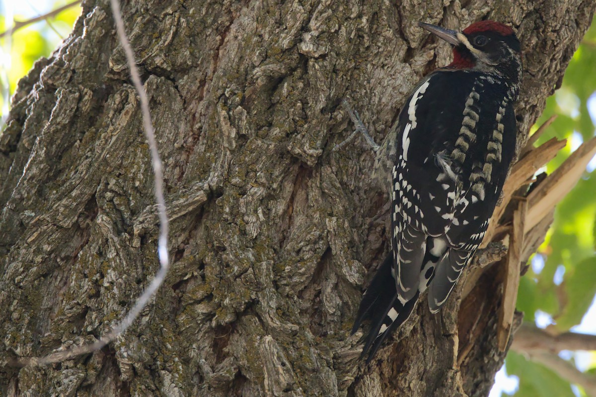 Red-naped Sapsucker - ML609772842