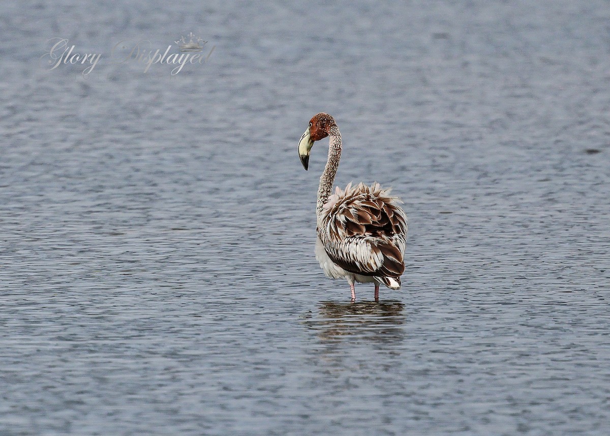 American Flamingo - ML609772856