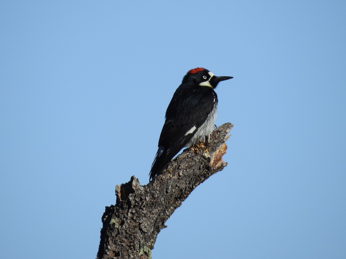 Acorn Woodpecker - ML609772902