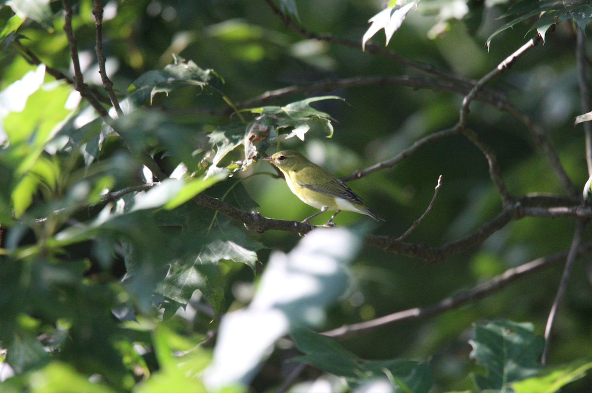 Tennessee Warbler - ML609772904