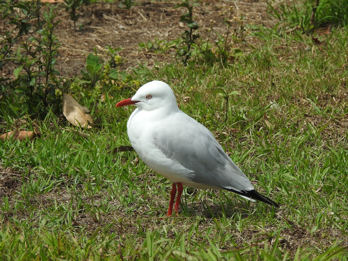 ギンカモメ（novaehollandiae／forsteri） - ML609772927