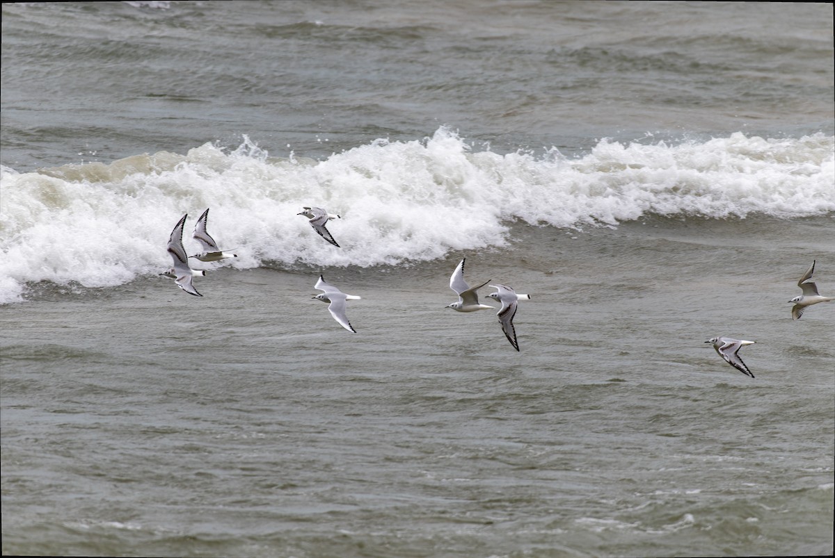 Bonaparte's Gull - ML609772936