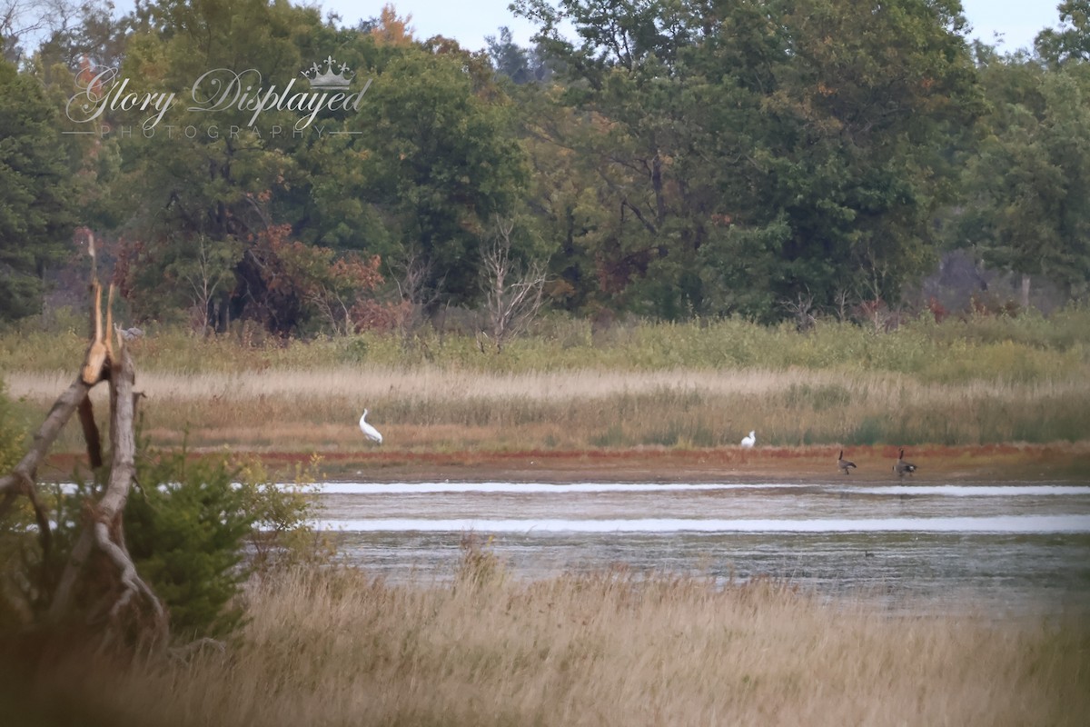 Whooping Crane - ML609772951