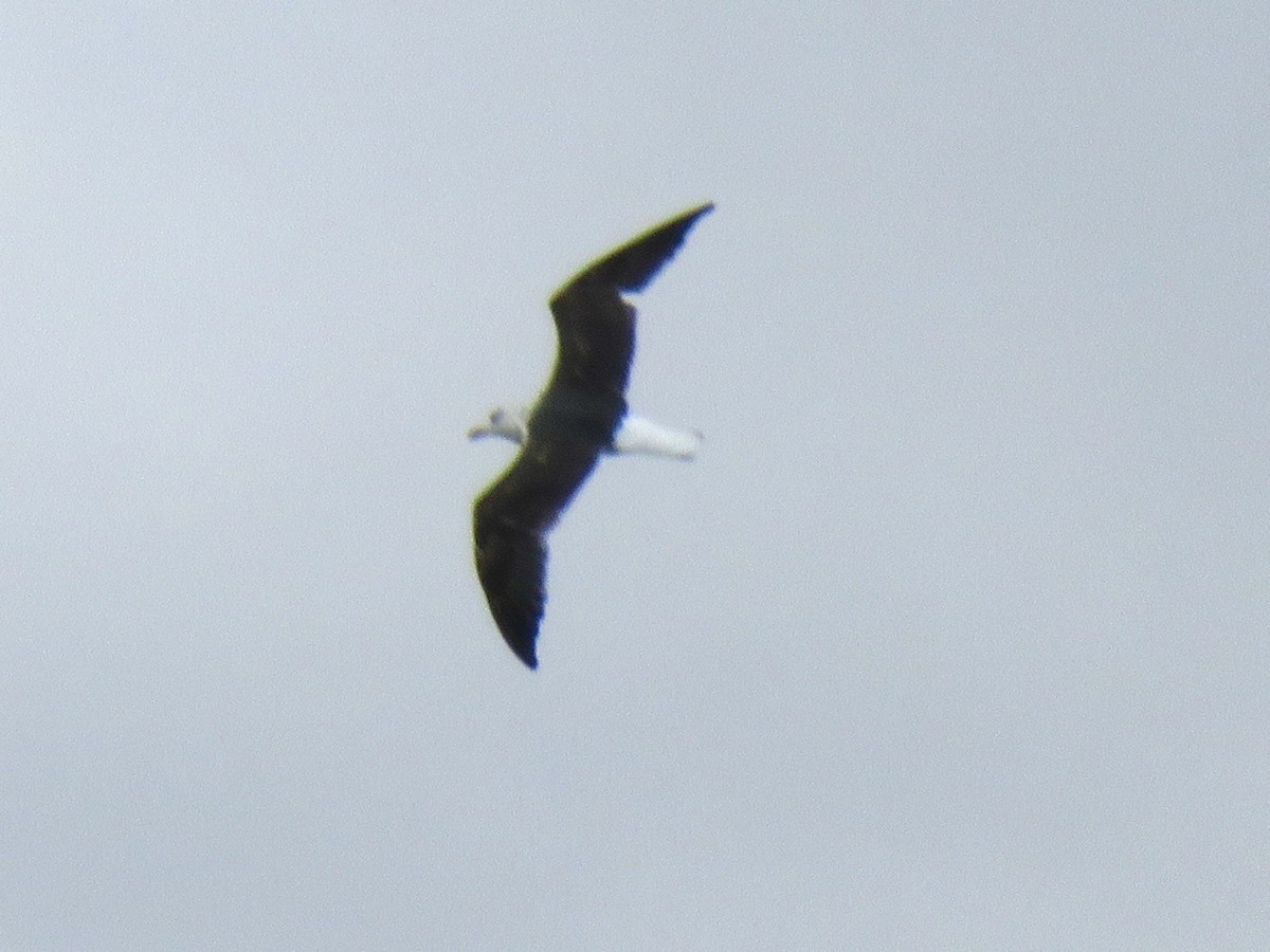 Great Black-backed Gull - ML609772975