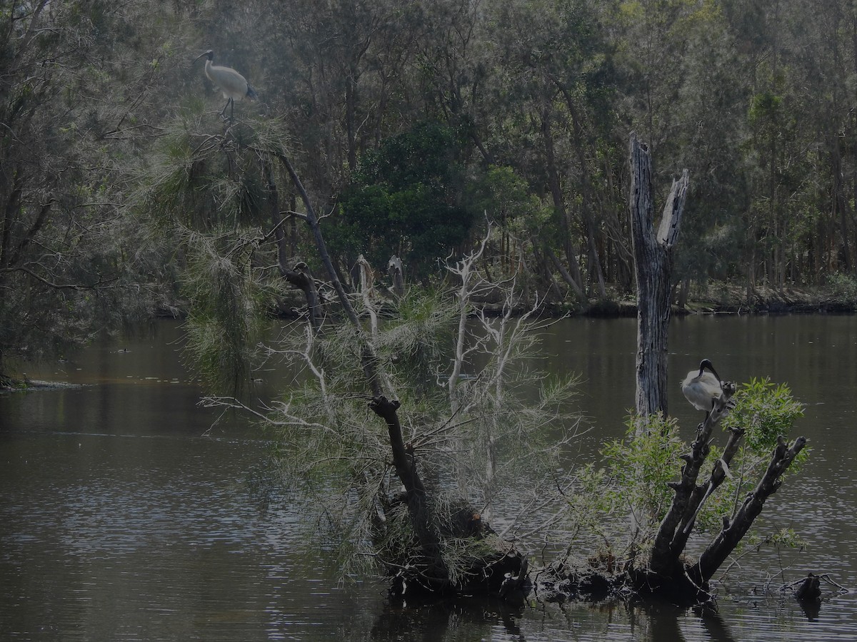ibis australský - ML609772977