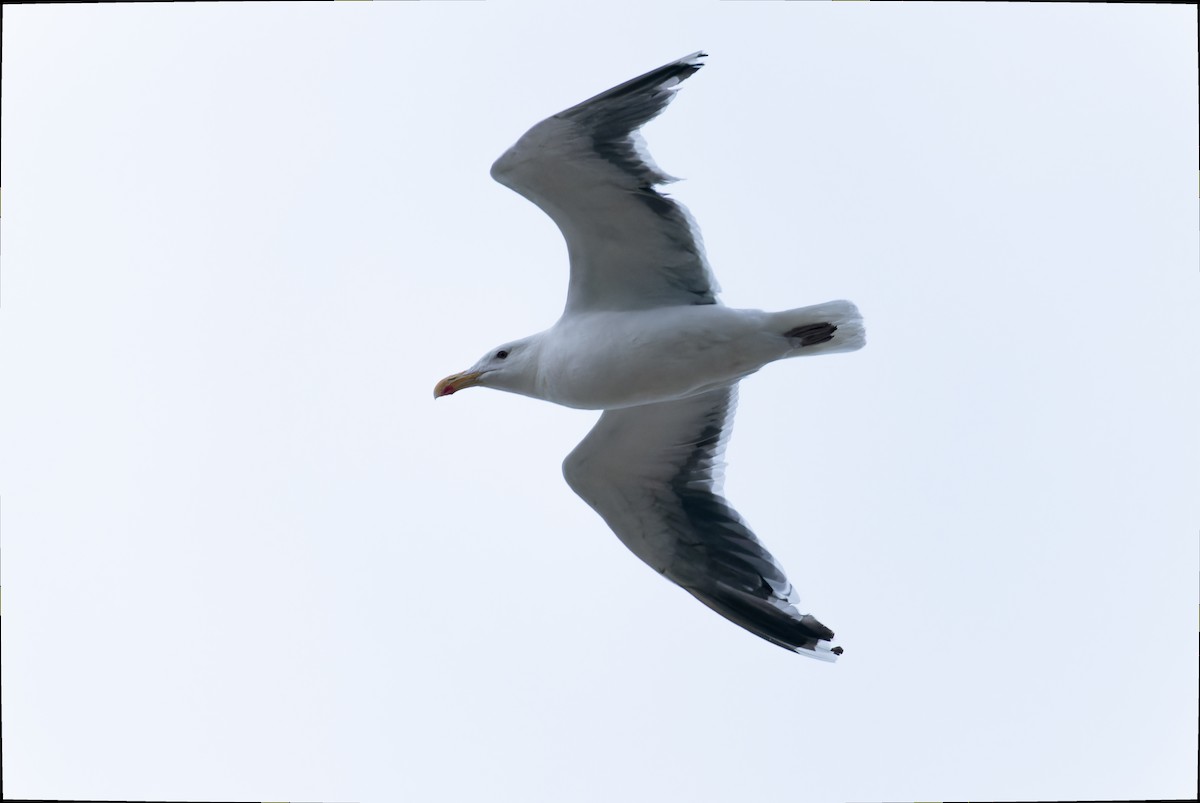 Great Black-backed Gull - Victoria Pepe