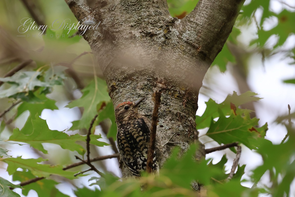 Yellow-bellied Sapsucker - ML609773010