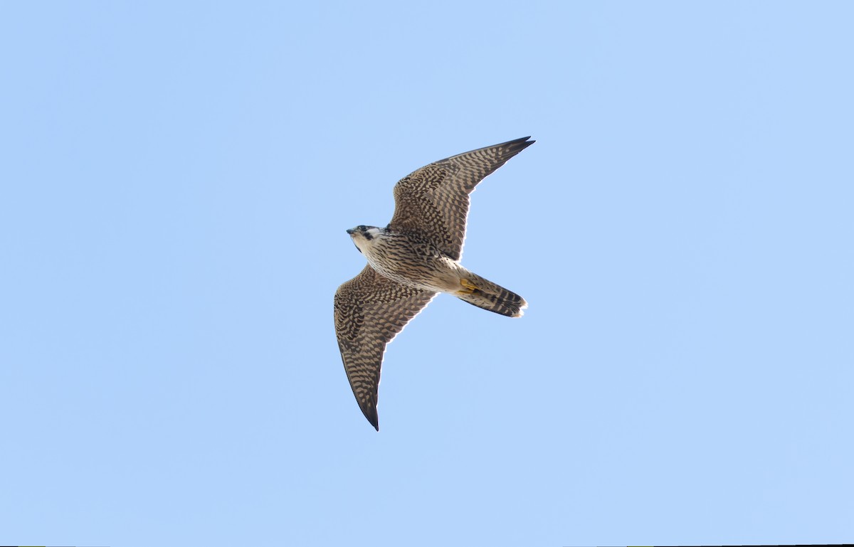 Peregrine Falcon - ML609773014