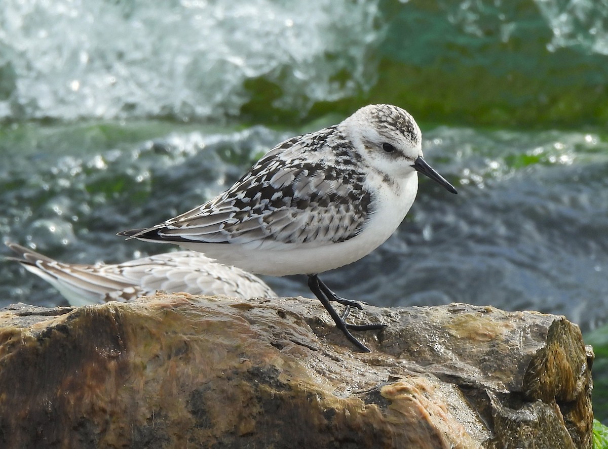 Bécasseau sanderling - ML609773028