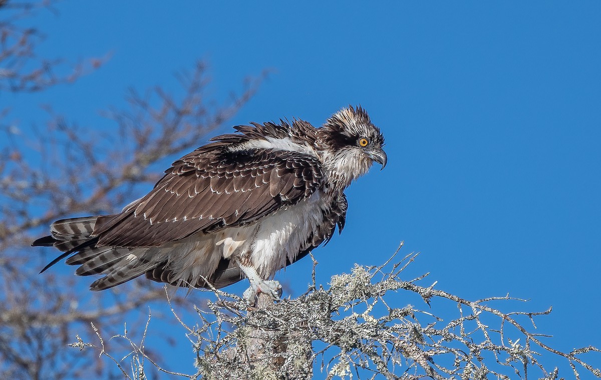 Águila Pescadora - ML609773029