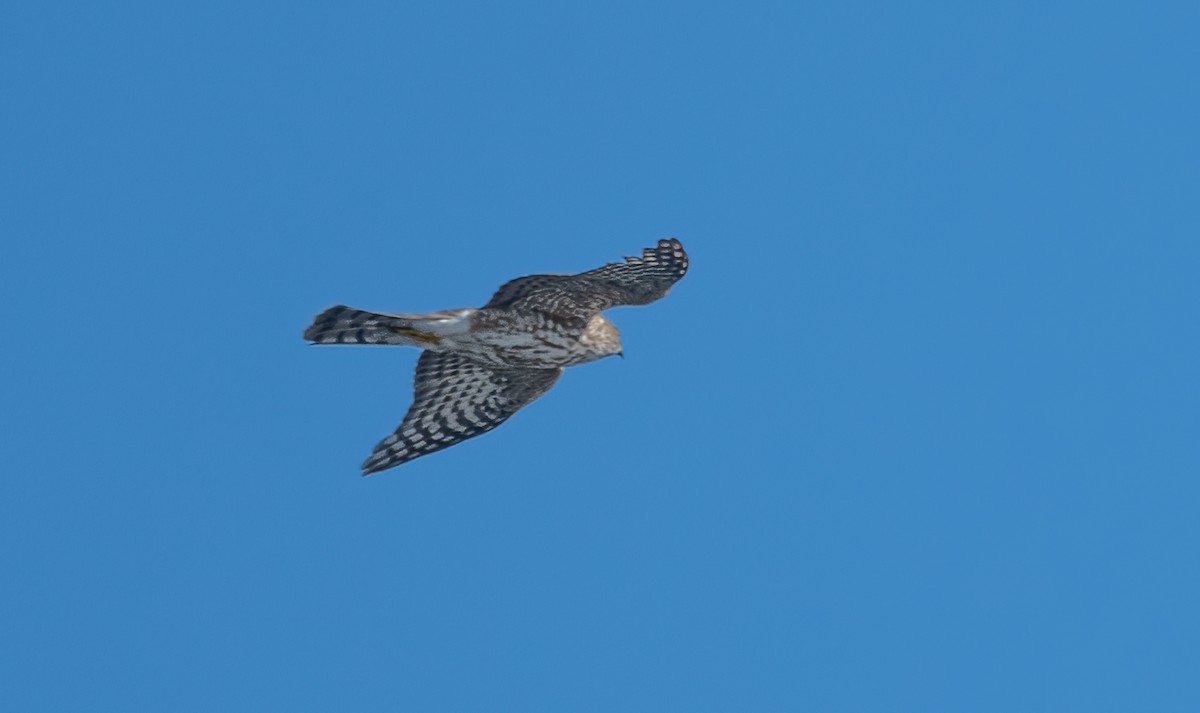 Sharp-shinned Hawk - Sandy Podulka