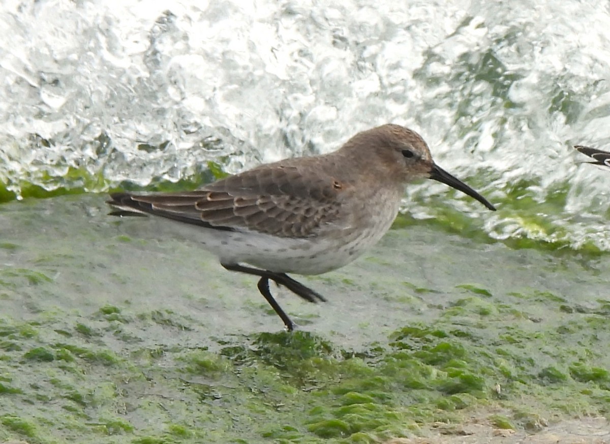 Alpenstrandläufer - ML609773076