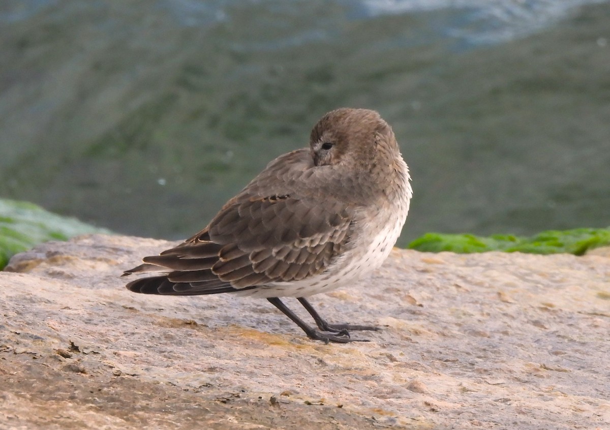 Alpenstrandläufer - ML609773090