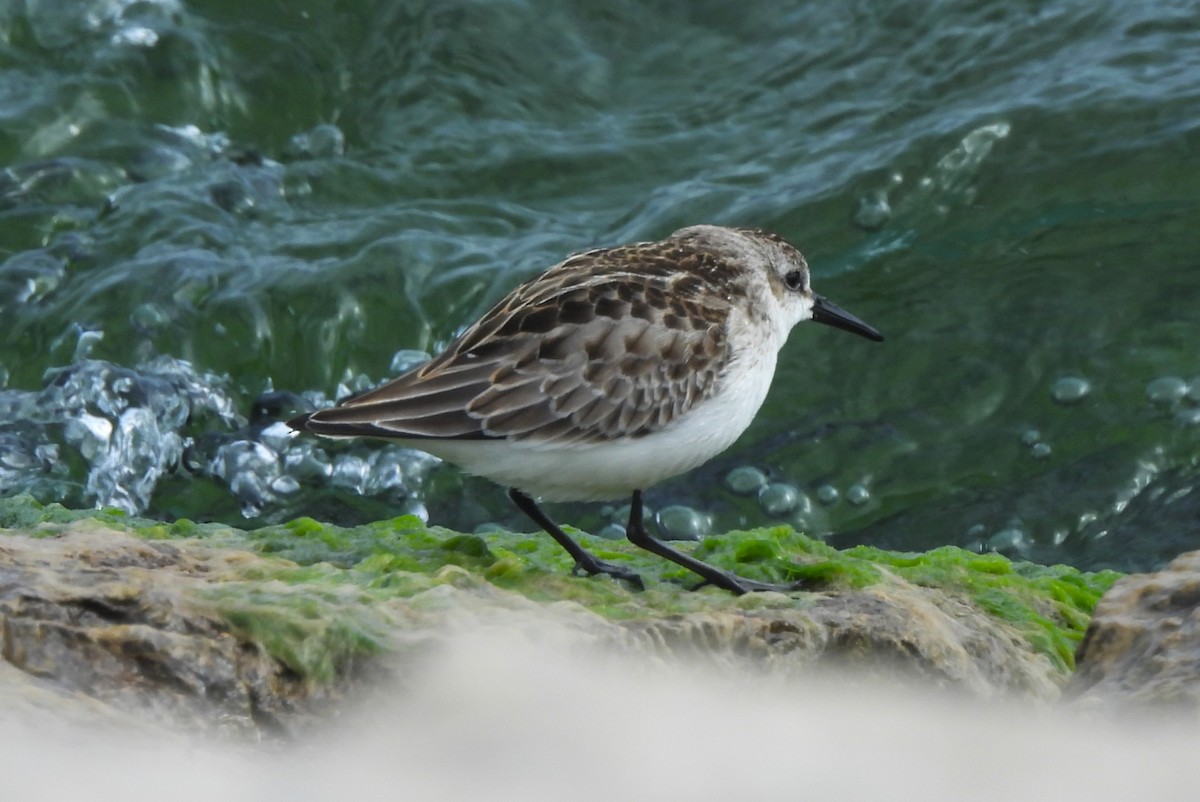 Semipalmated Sandpiper - ML609773100