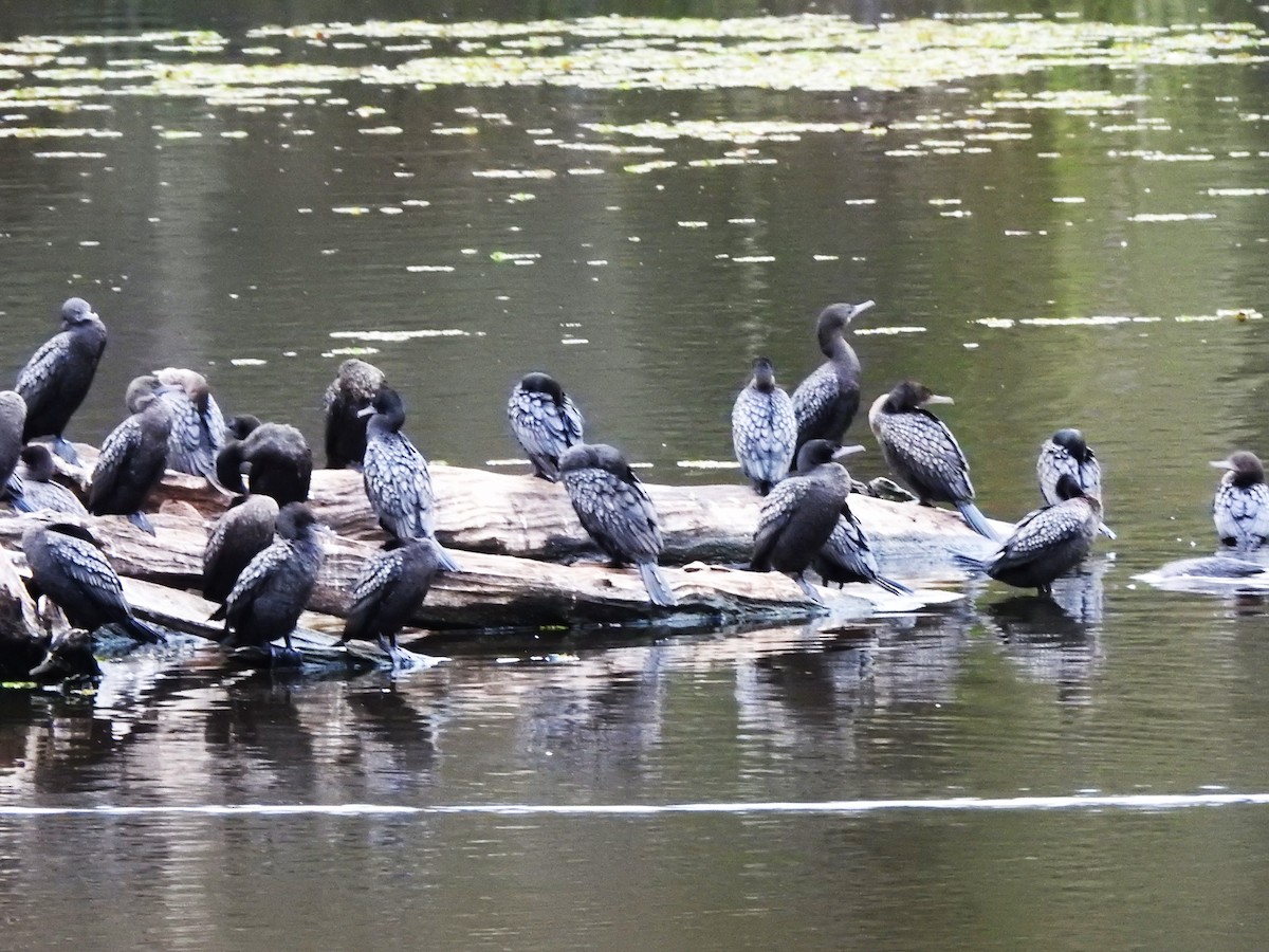 Little Black Cormorant - ML609773156