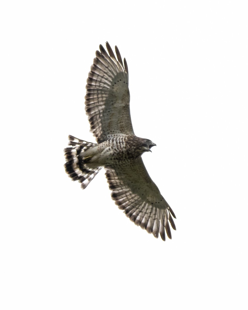 Broad-winged Hawk - ML609773274