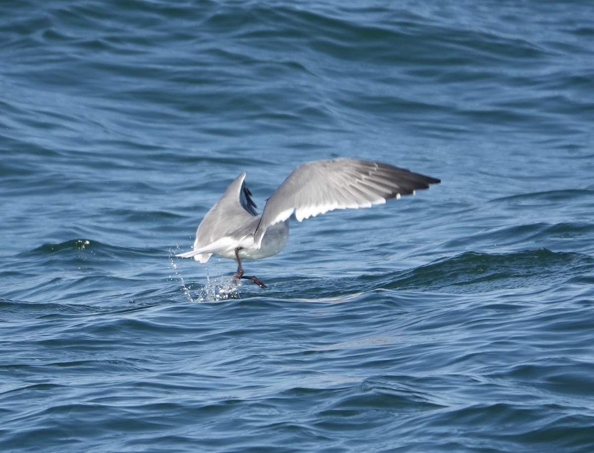 Laughing Gull - ML609773339