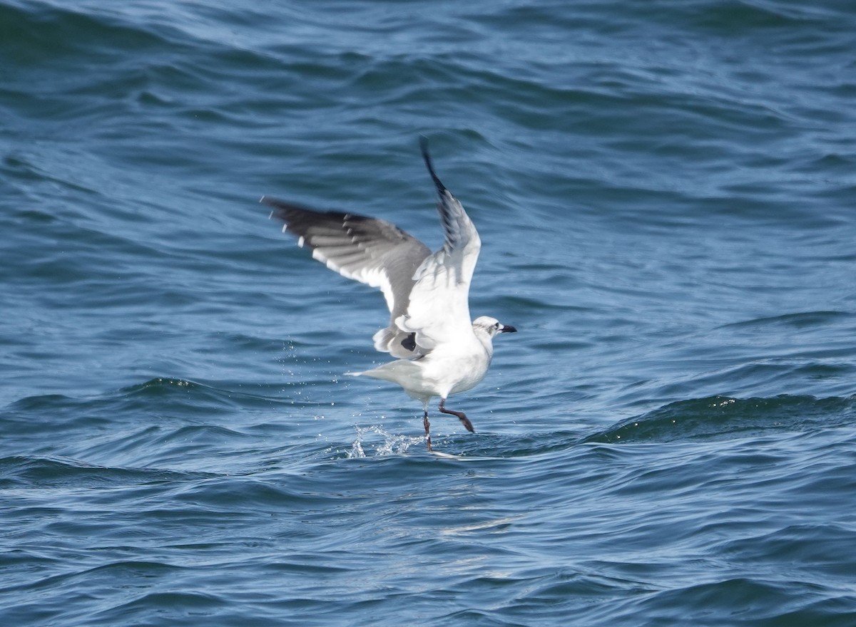 Laughing Gull - ML609773340