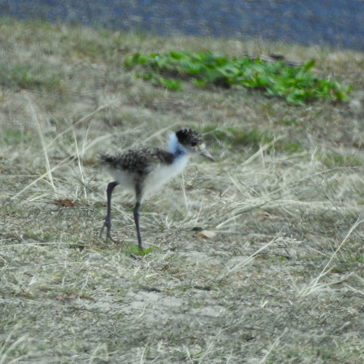 Masked Lapwing (Black-shouldered) - ML609773435