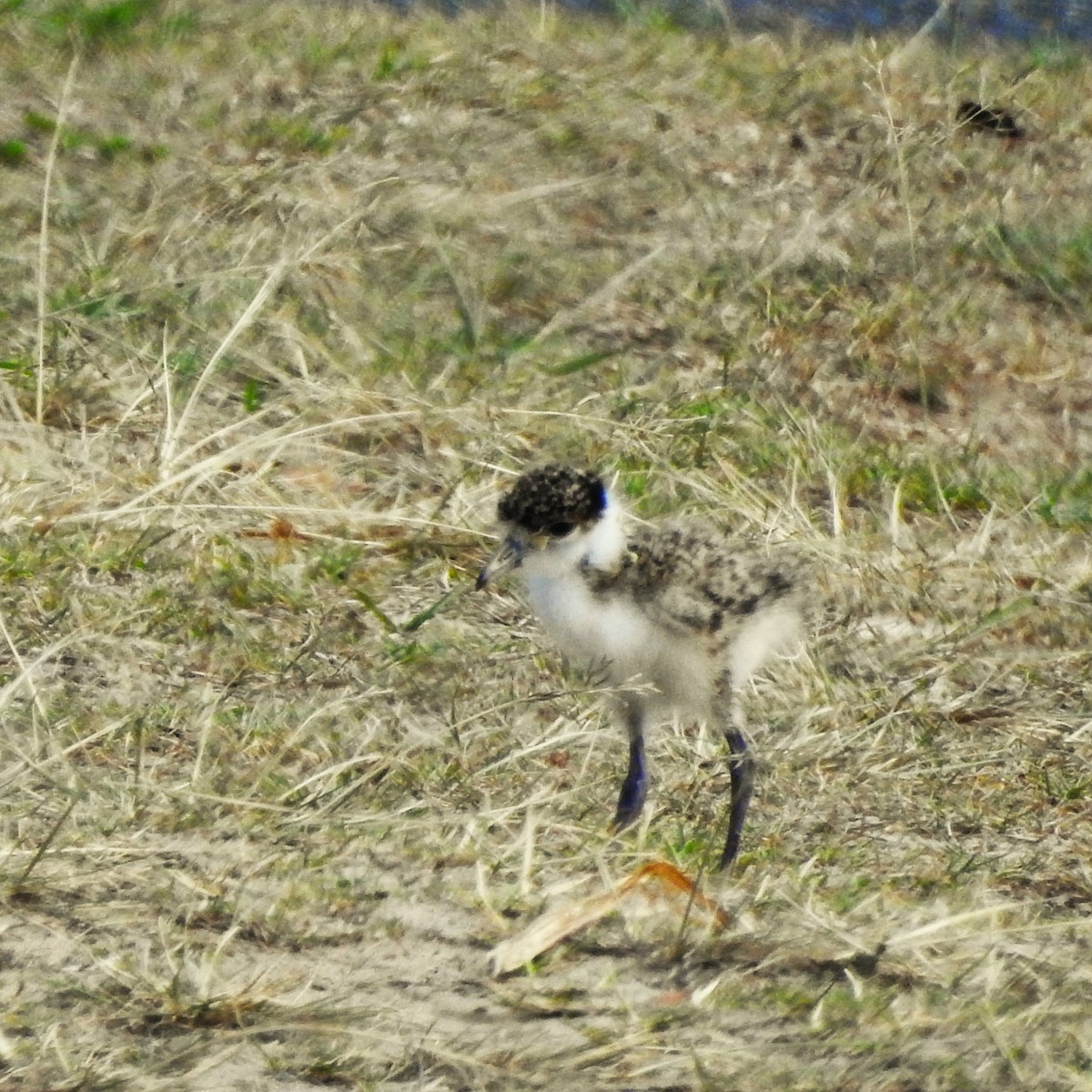 Masked Lapwing (Black-shouldered) - ML609773438