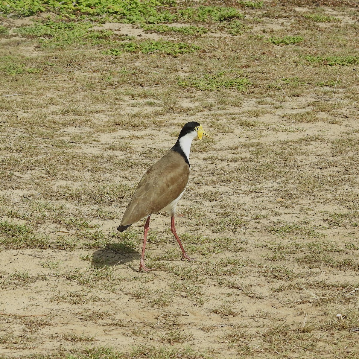 Masked Lapwing (Black-shouldered) - ML609773442