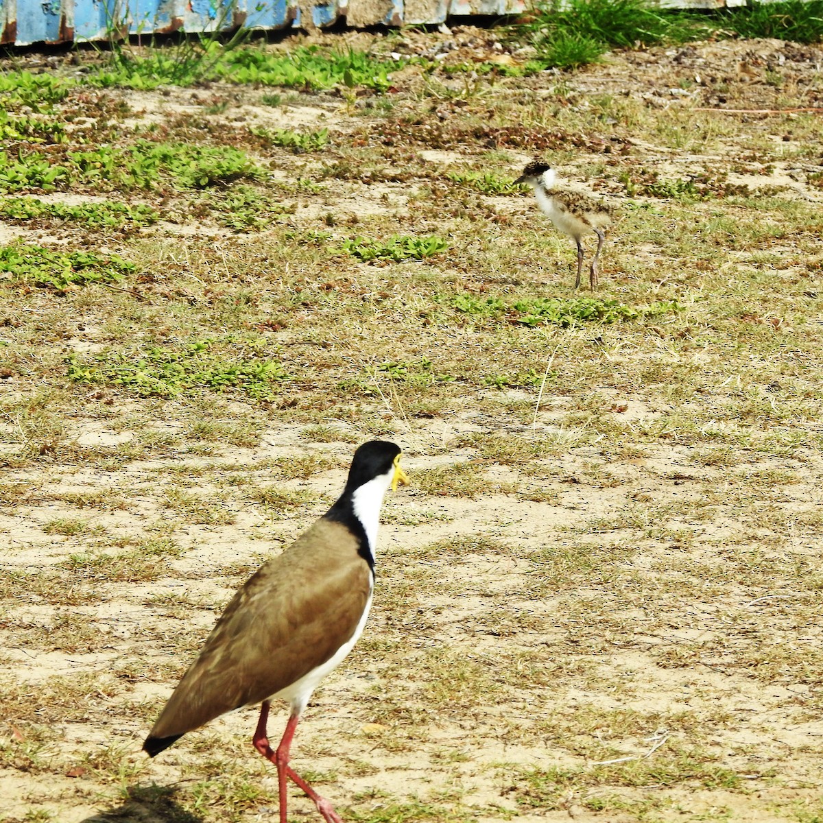 Masked Lapwing (Black-shouldered) - ML609773444