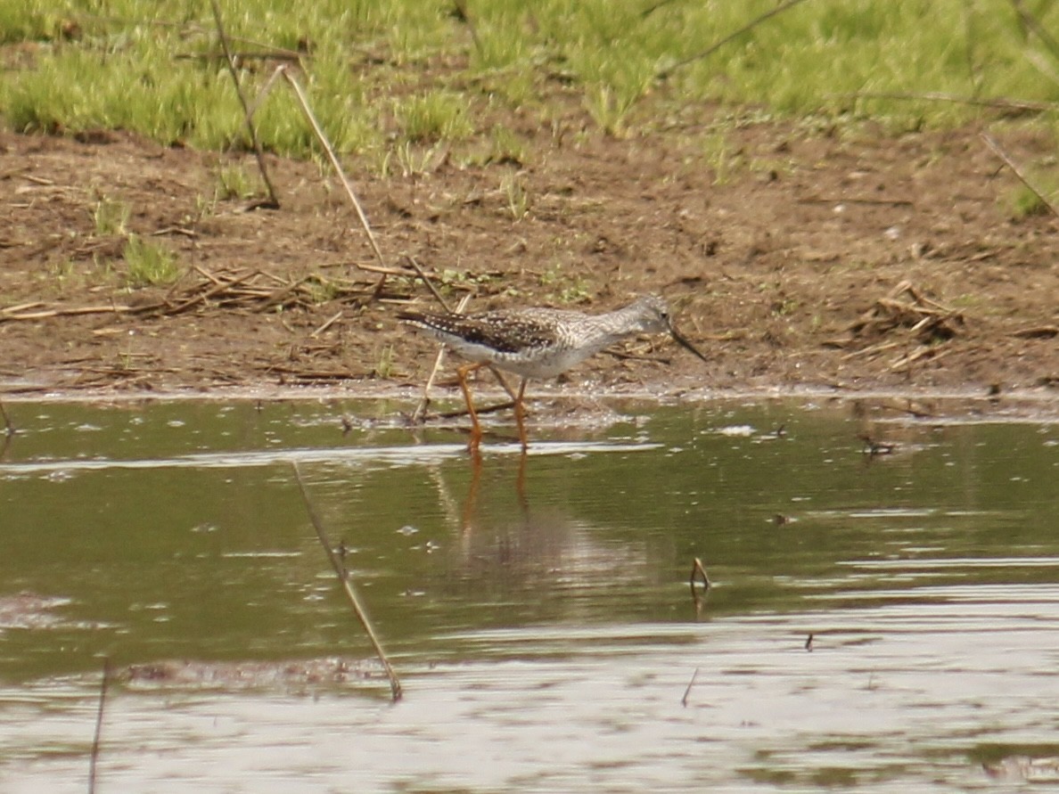 Greater Yellowlegs - ML609773492