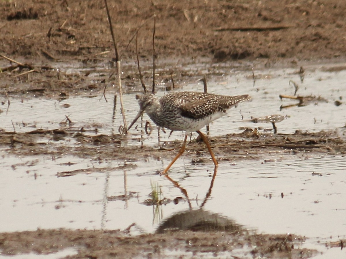 Greater Yellowlegs - ML609773493