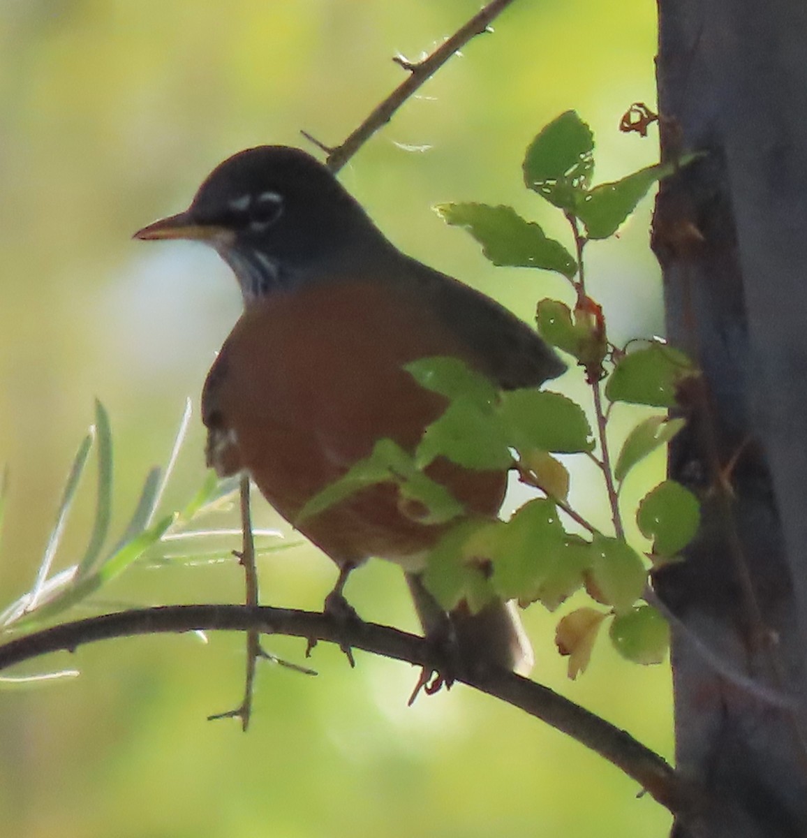 American Robin - Mark Romero