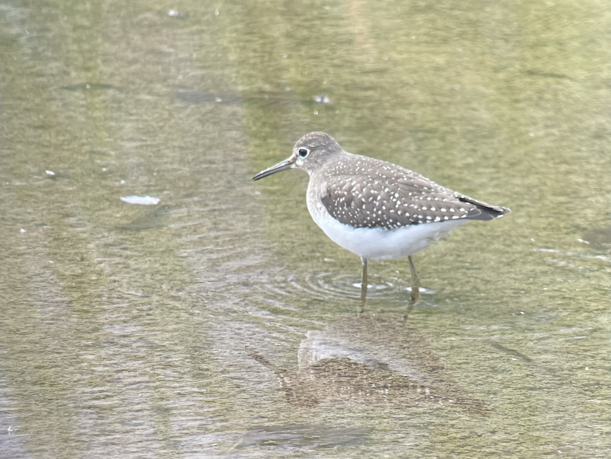 Solitary Sandpiper - ML609773528