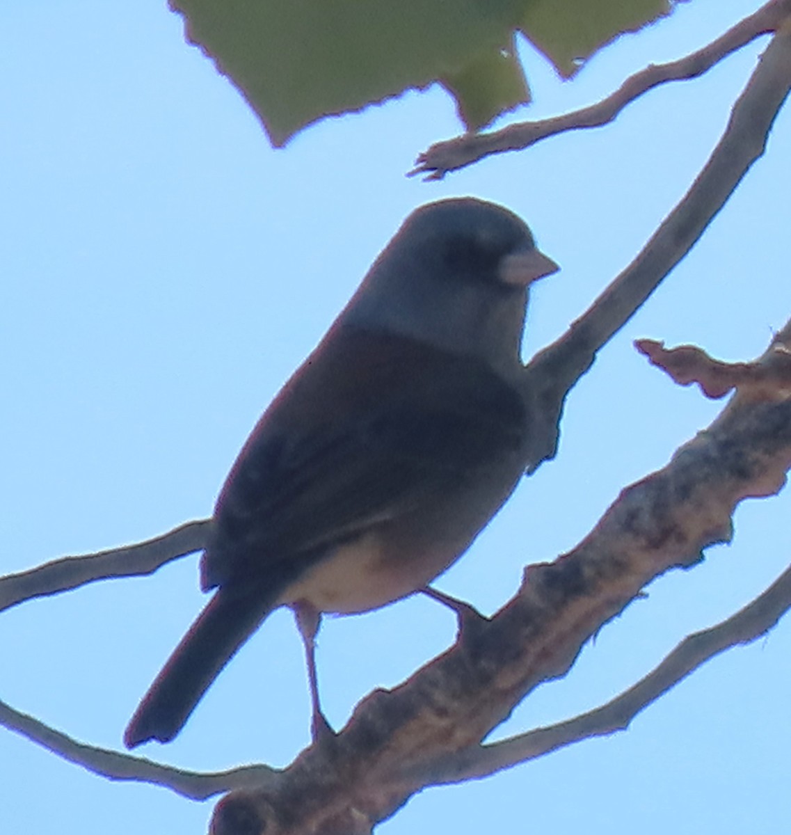 Dark-eyed Junco - Mark Romero