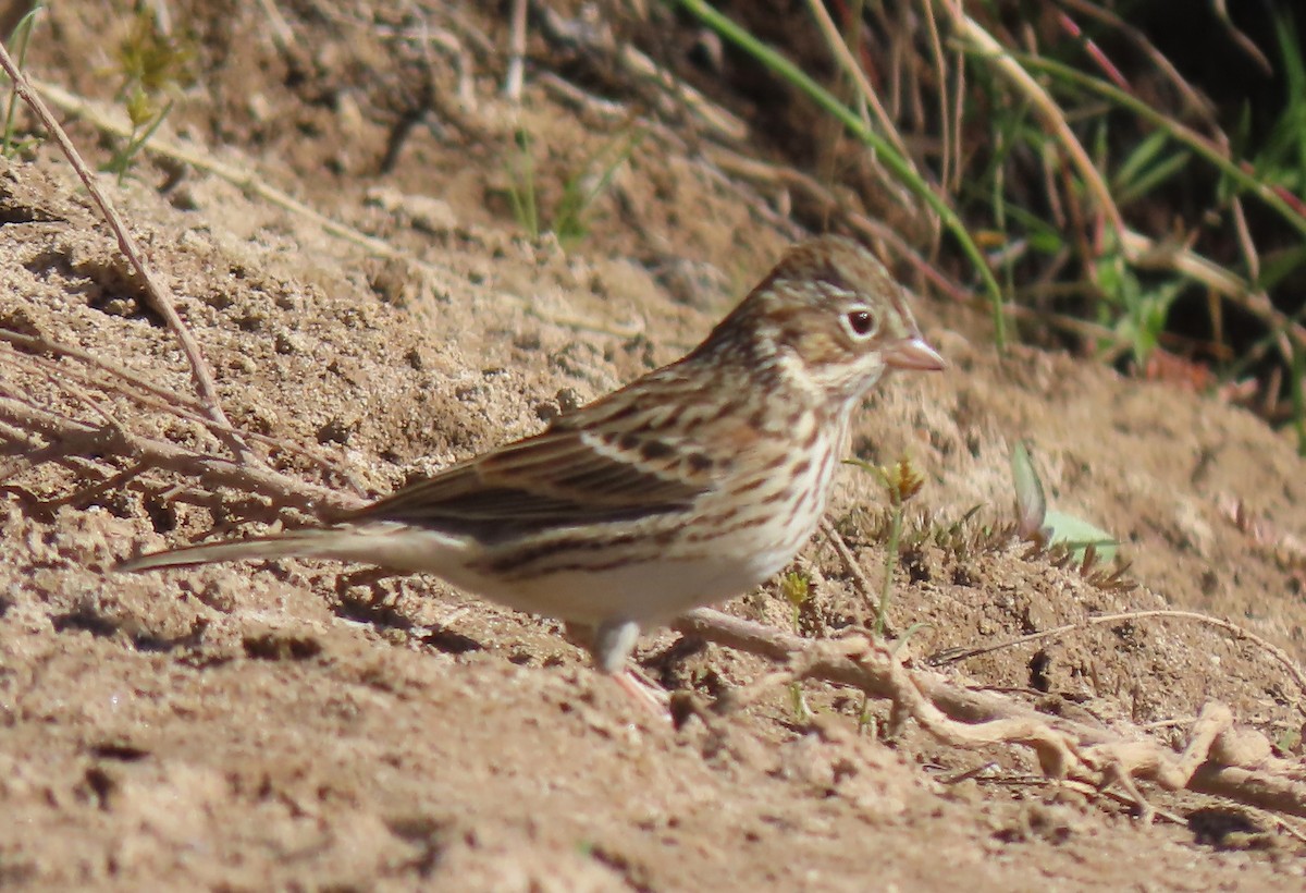 Vesper Sparrow - Mark Romero