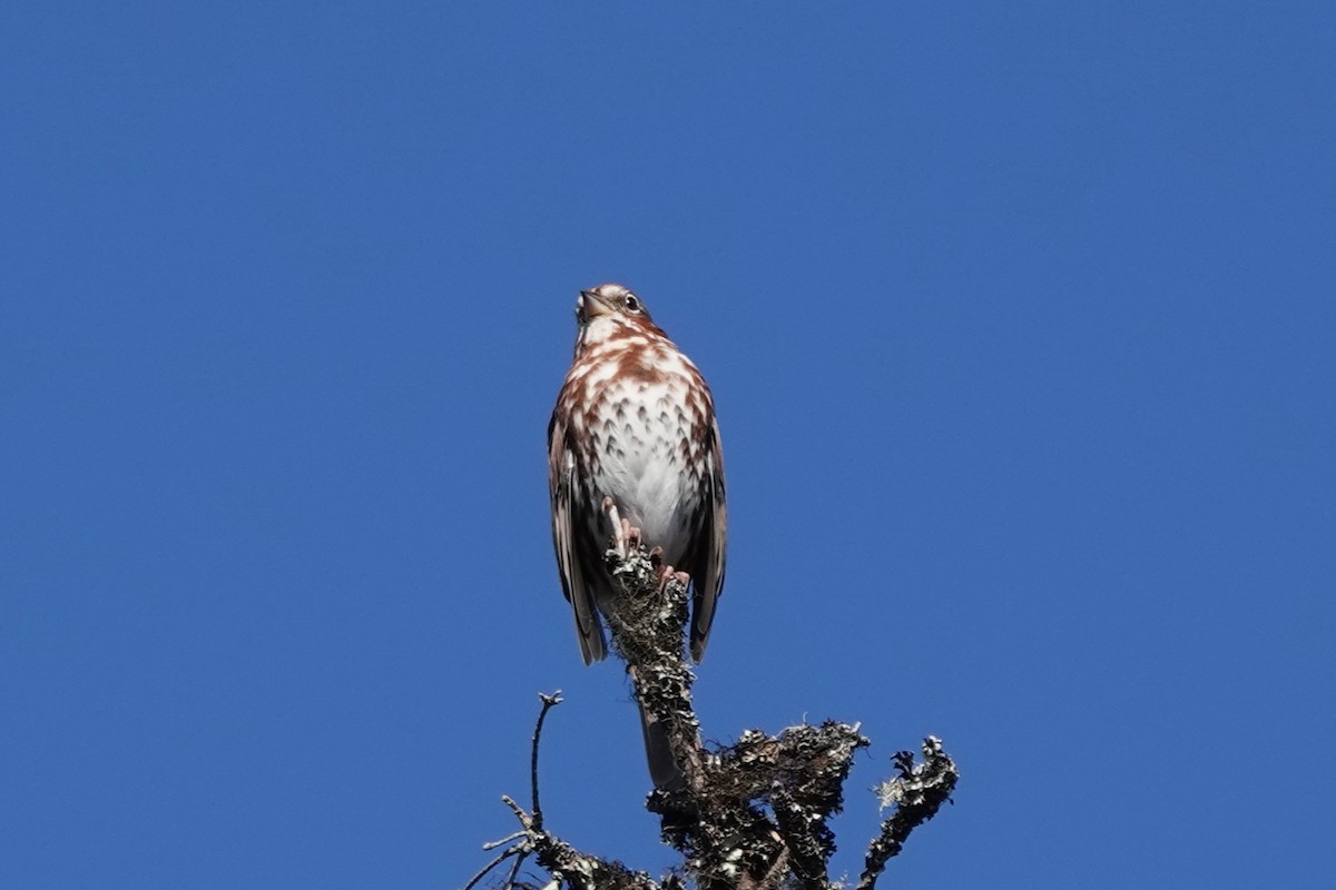 Fox Sparrow - ML609773703