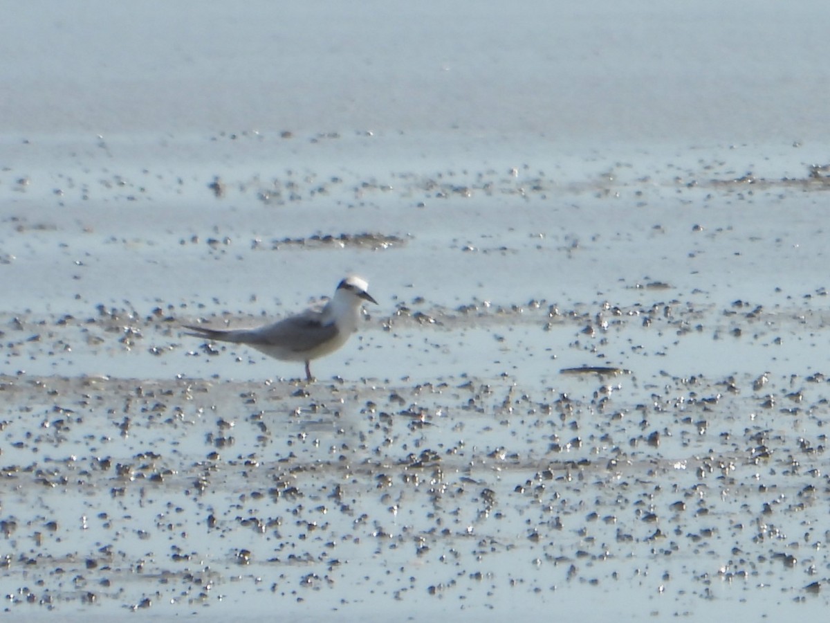 Little Tern - ML609773843