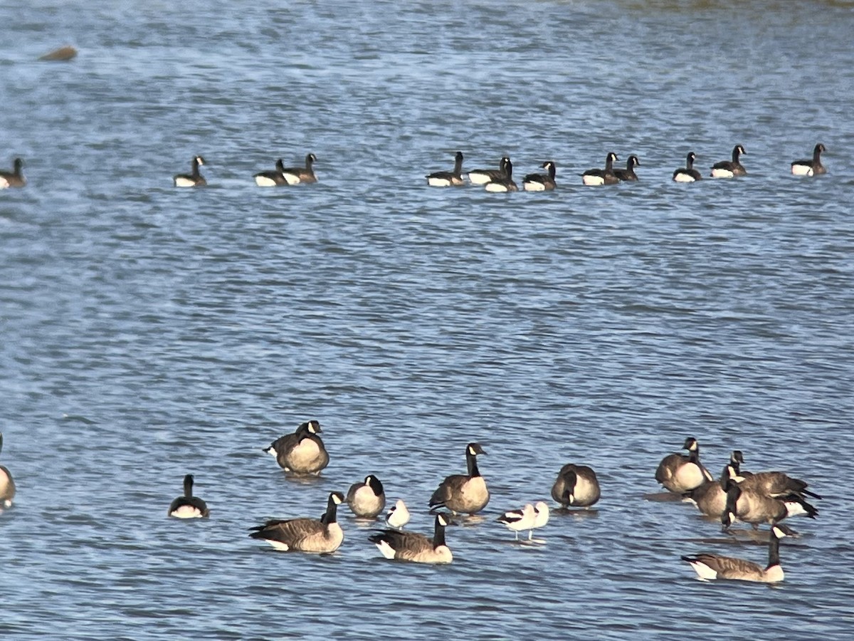 Avoceta Americana - ML609774037