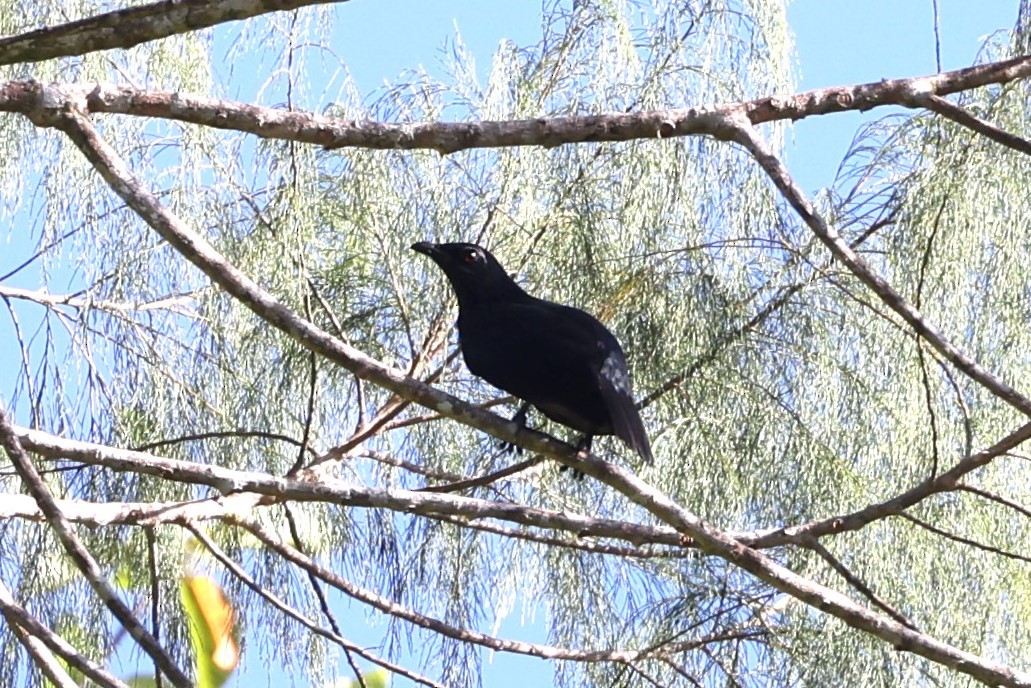 Brown-winged Starling - ML609774038