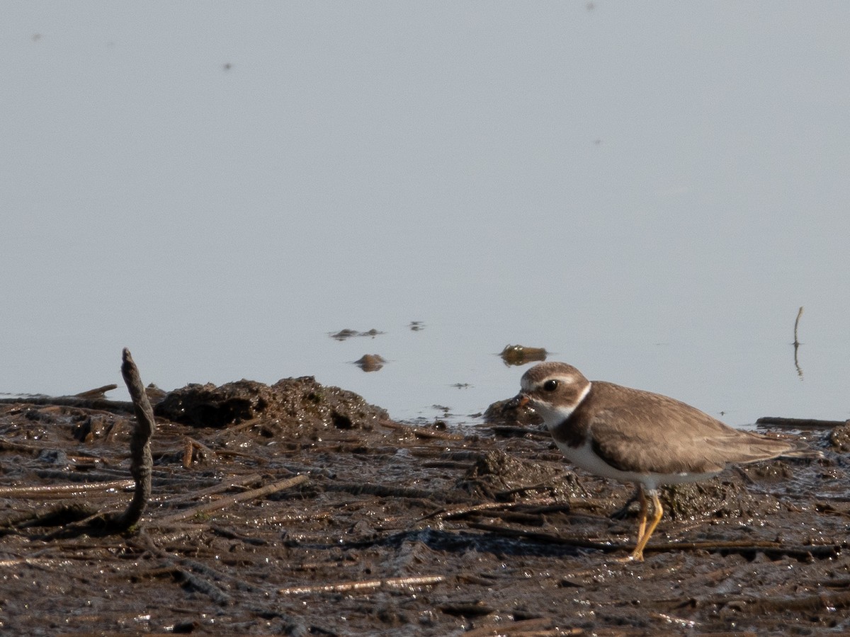 Semipalmated Plover - ML609774041