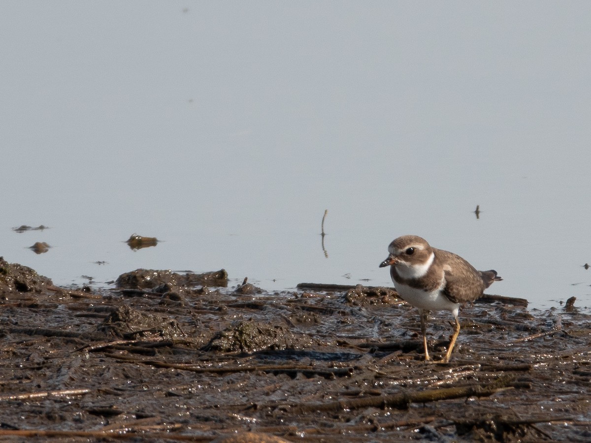 Semipalmated Plover - Frances Raskin