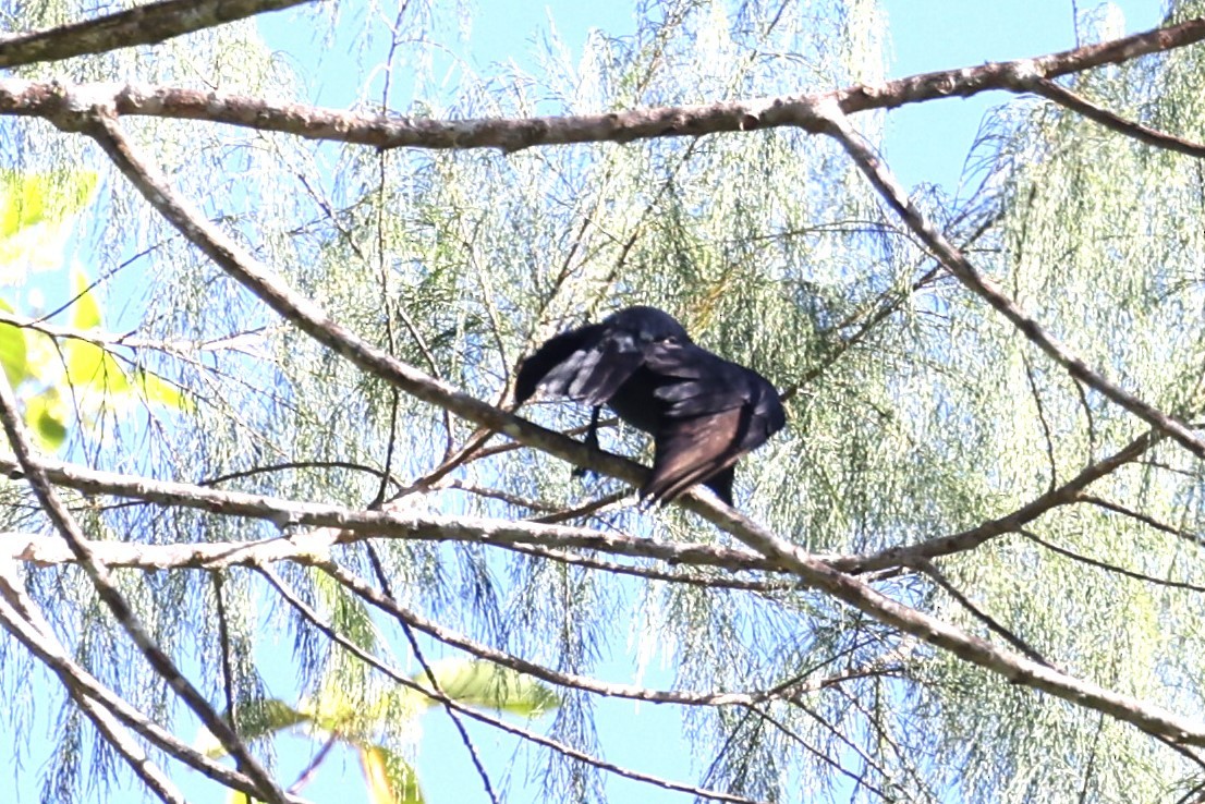 Brown-winged Starling - ML609774050