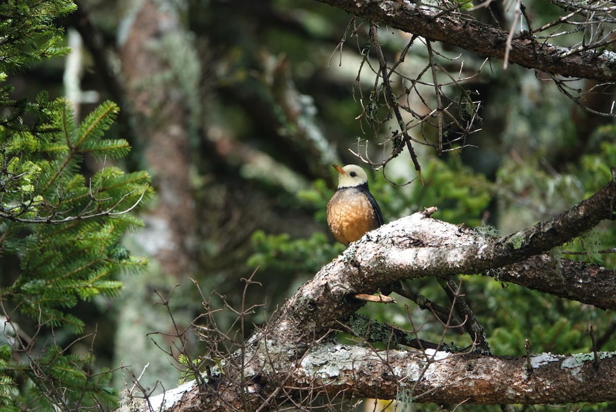 Taiwan Thrush - ML609774131