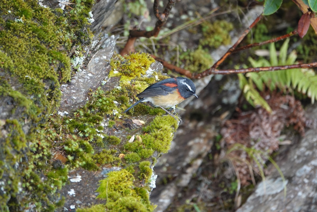 Collared Bush-Robin - ML609774140