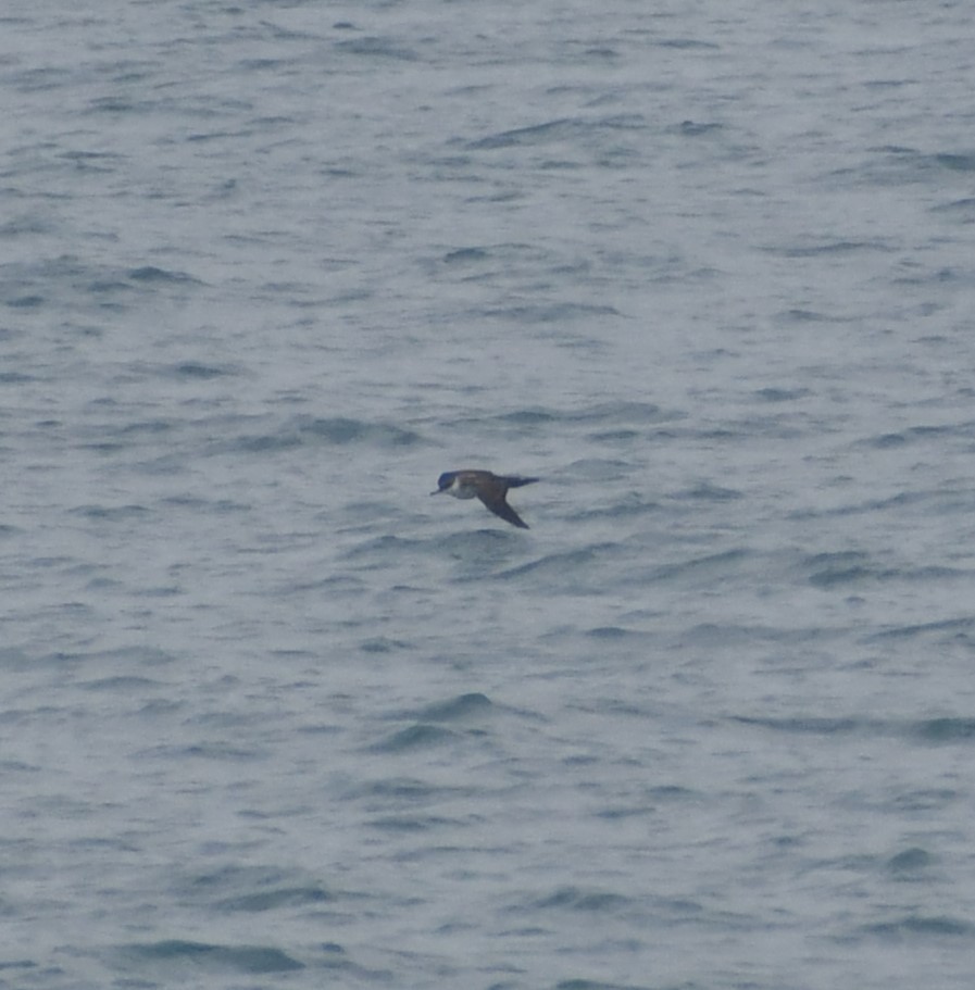 Great Shearwater - ML609774232