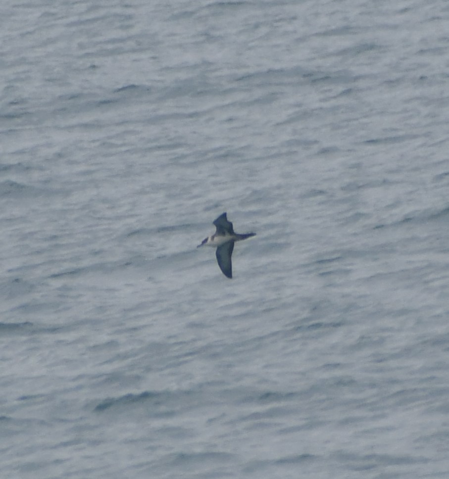 Great Shearwater - ML609774233