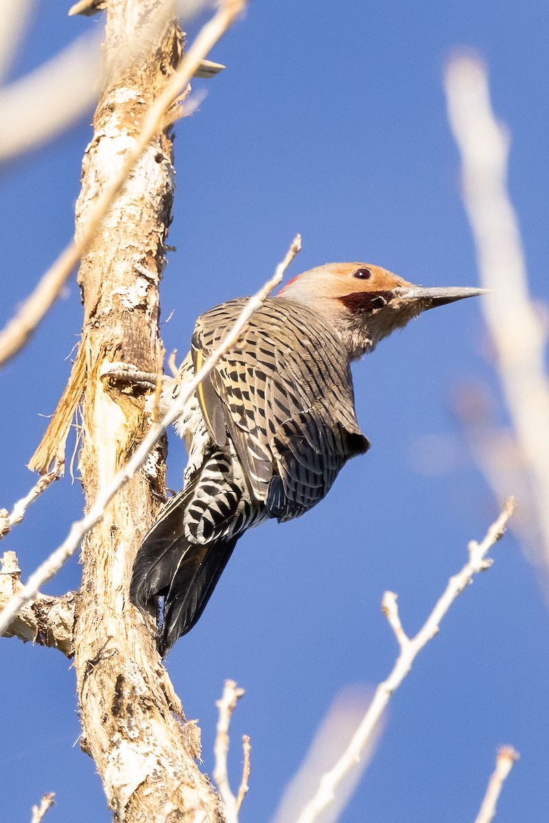 Northern Flicker (Yellow-shafted x Red-shafted) - ML609774239